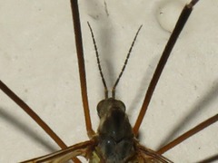 Tipula vernalis