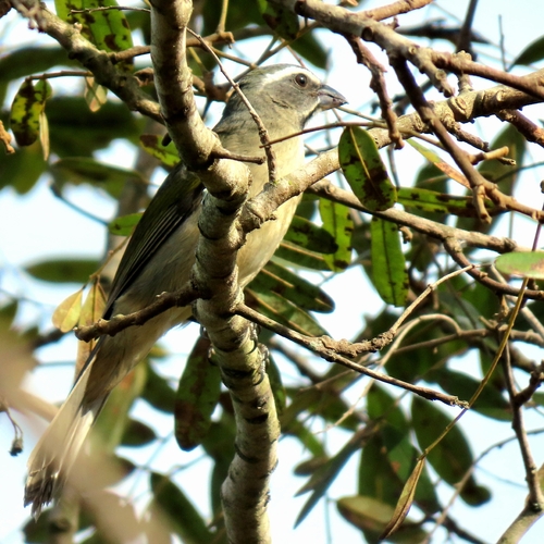 Green-winged Saltator
