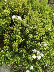 Agathosma stenopetala