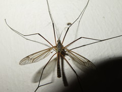 Tipula vernalis