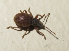Otiorhynchus smreczynskii