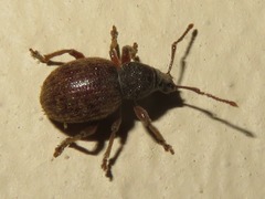 Otiorhynchus smreczynskii