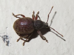 Otiorhynchus smreczynskii