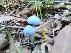 Entoloma virescens