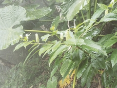 Phytolacca japonica