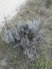 Elytropappus