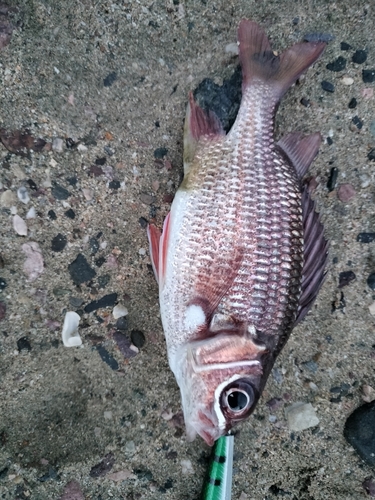 Tinsel Squirrelfish (Neoniphon suborbitalis)