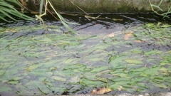 Potamogeton malaianus