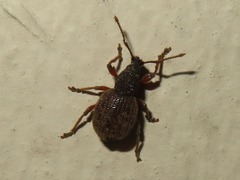 Otiorhynchus smreczynskii