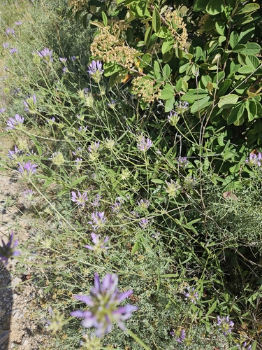 arabian pea