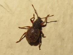Otiorhynchus smreczynskii