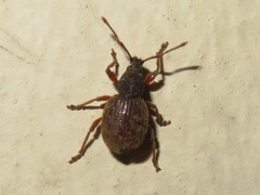 Otiorhynchus smreczynskii