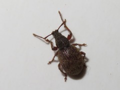 Otiorhynchus smreczynskii
