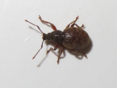 Otiorhynchus smreczynskii