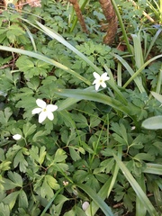 Anemonoides nemorosa