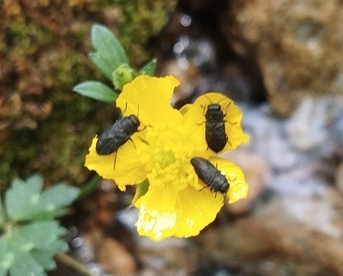 Anthaxia sepulchralis