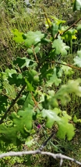 Quercus lobata