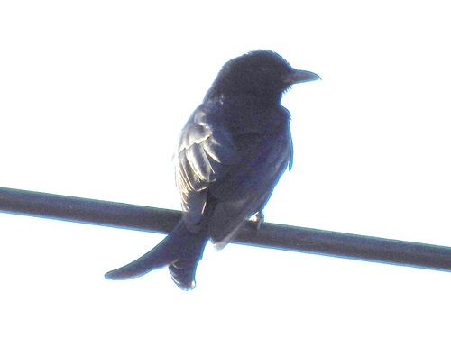 Fork-tailed Drongo