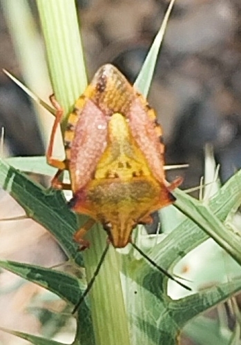 Carpocoris mediterraneus atlanticus