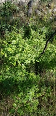 Quercus lobata