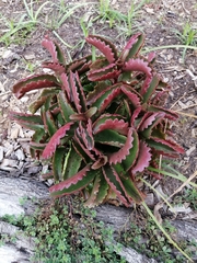 Kalanchoe sexangularis