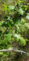 Quercus lobata
