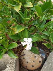Brunfelsia australis