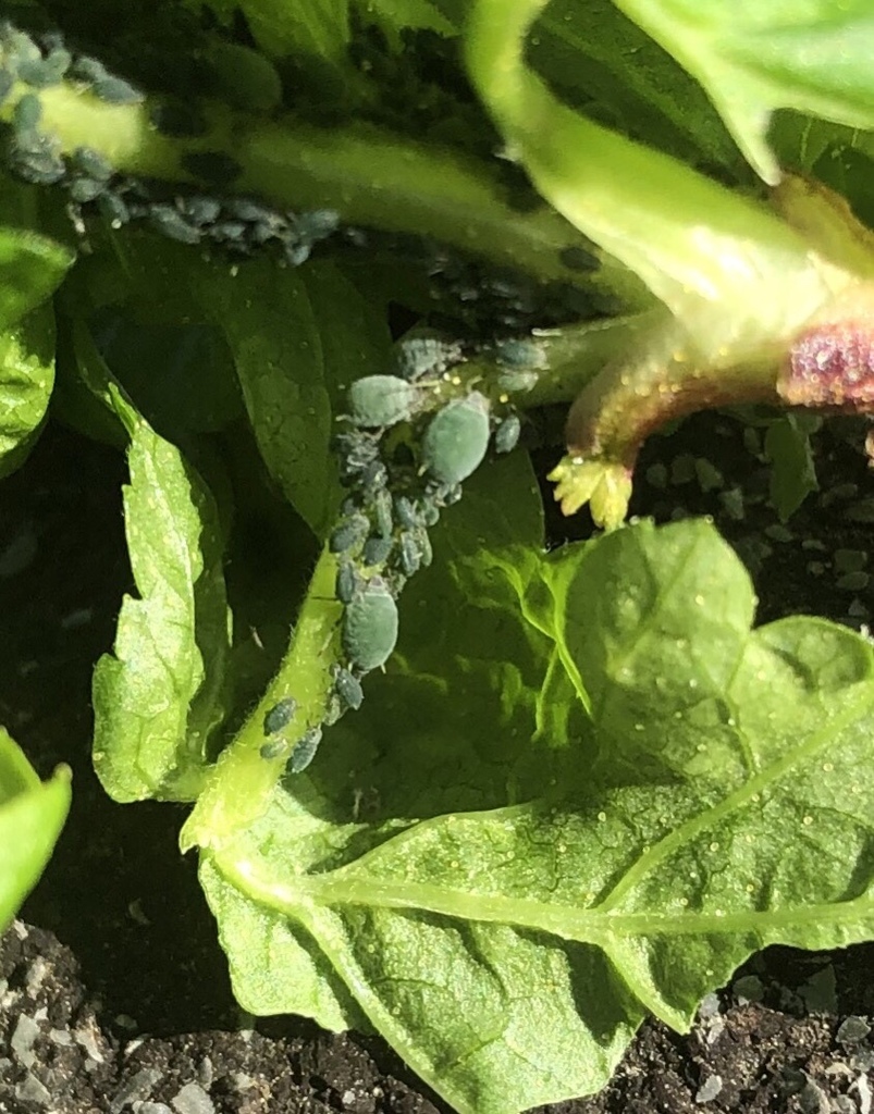 Blackcurrant Aphid