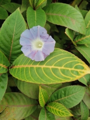 Ipomoea nil