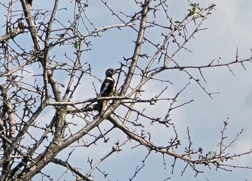 Middle Spotted Woodpecker