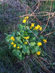 Caltha palustris