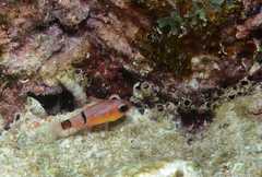 Apogon townsendi