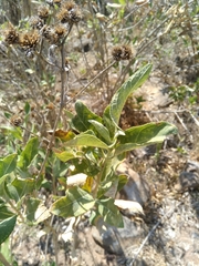 Verbesina sphaerocephala