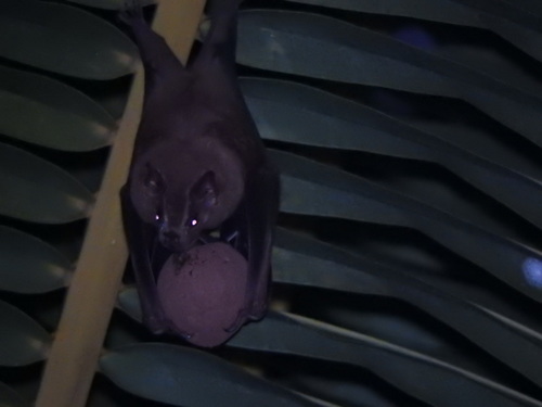 Great Fruit-eating Bat (Artibeus lituratus)