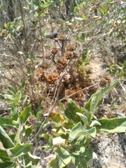 Verbesina sphaerocephala