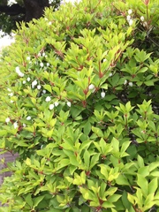 Enkianthus perulatus