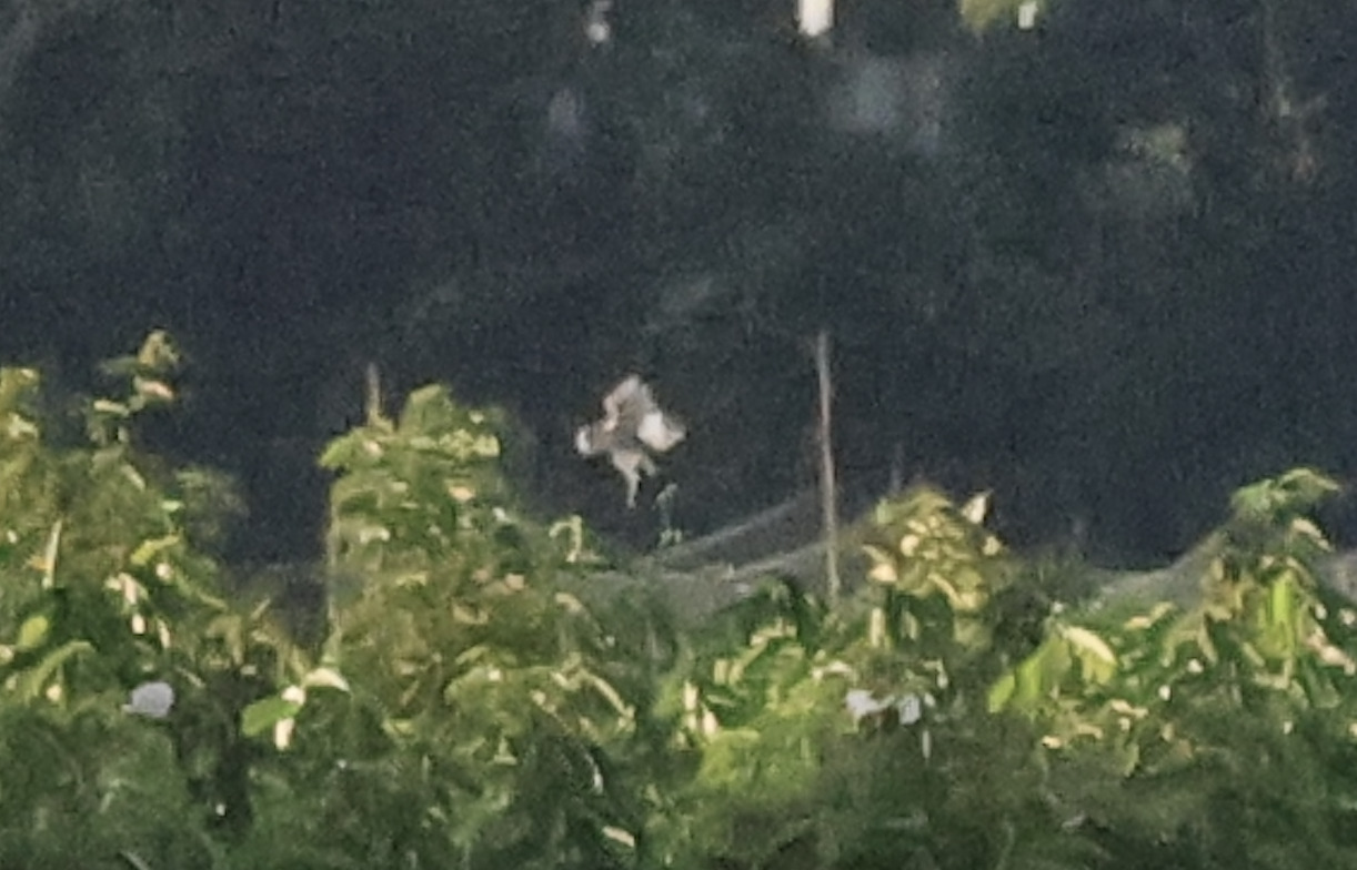 Eastern Grass Owl (Tyto longimembris), photo 1