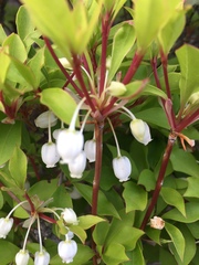Enkianthus perulatus