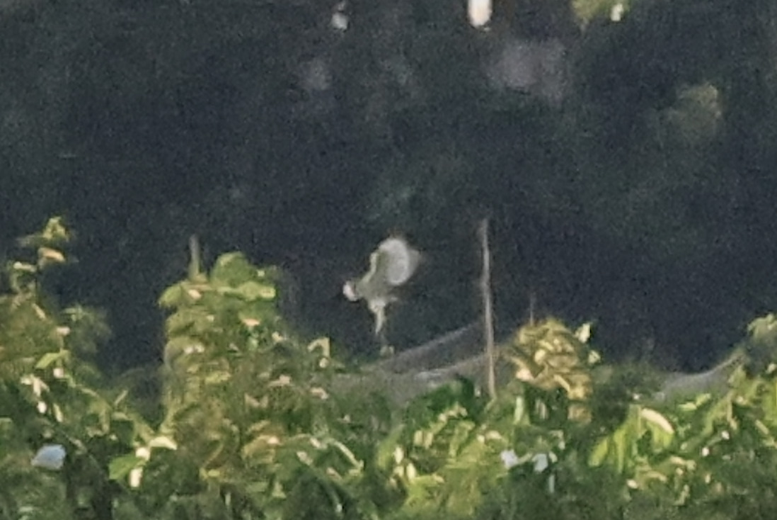 Eastern Grass Owl (Tyto longimembris), photo 2