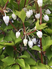 Enkianthus perulatus
