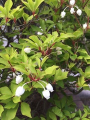 Enkianthus perulatus