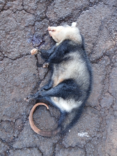 White-eared Opossum