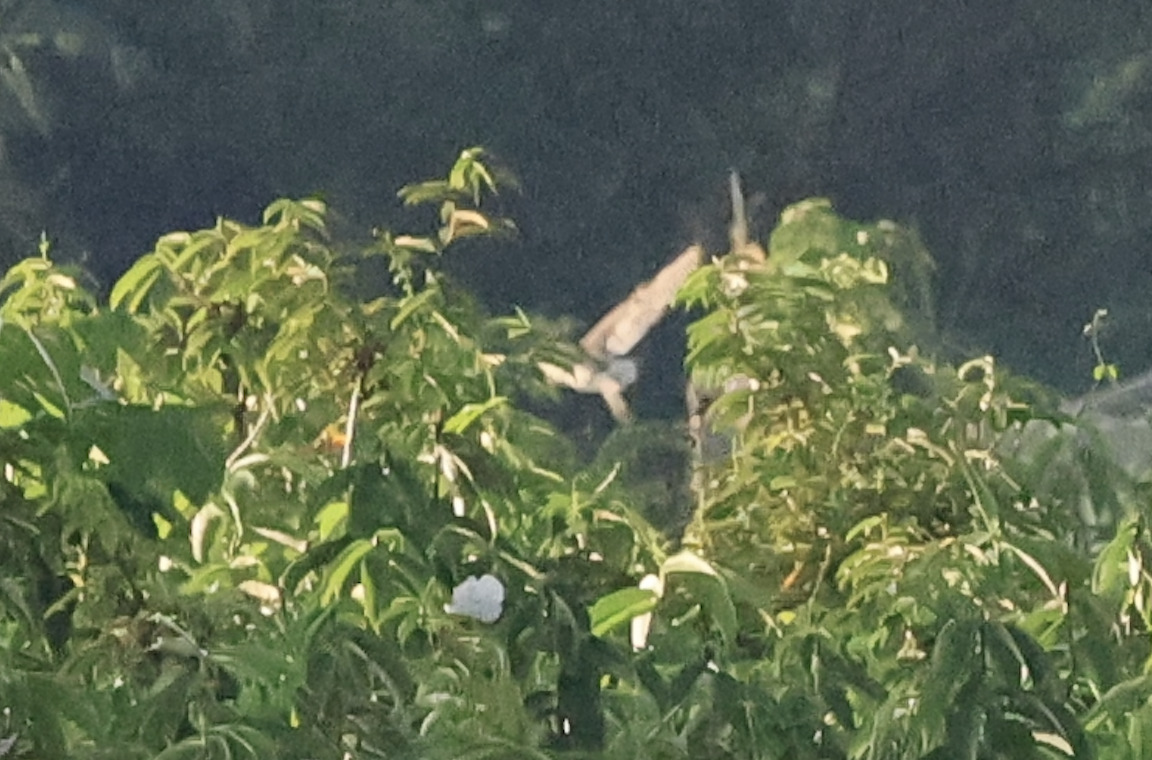 Eastern Grass Owl (Tyto longimembris), photo 3
