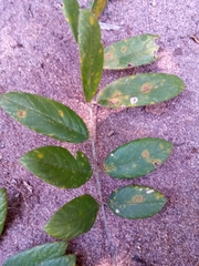 Millettieae