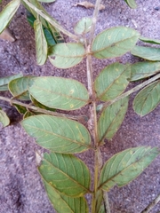 Millettieae