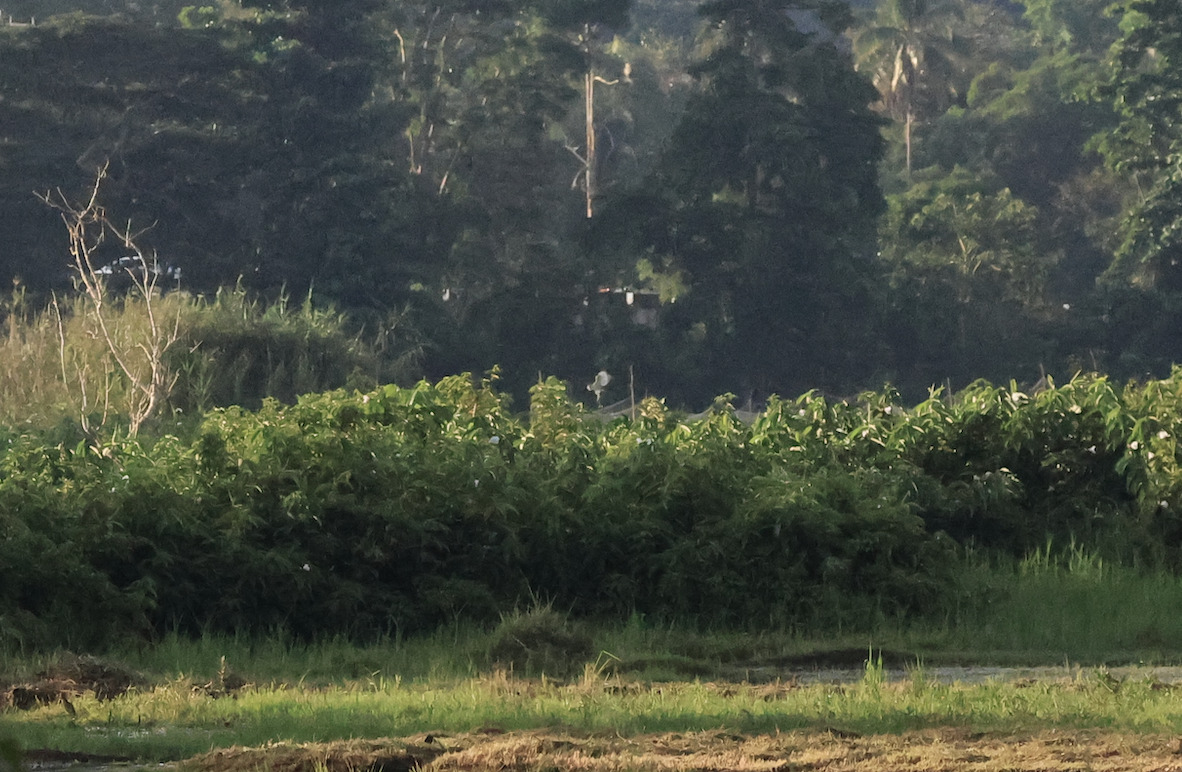 Eastern Grass Owl (Tyto longimembris), photo 4