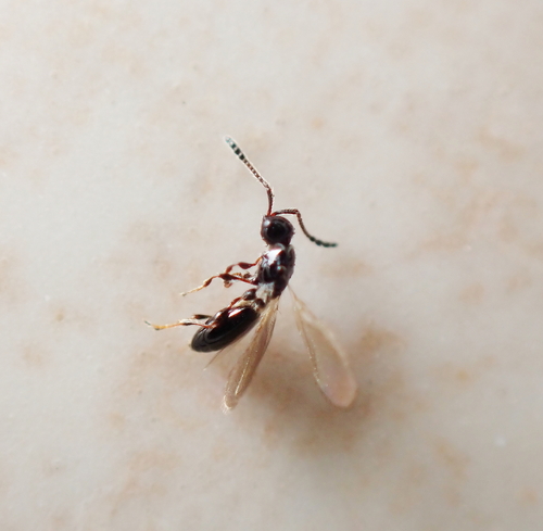 Trichopria observed 2026-06-21