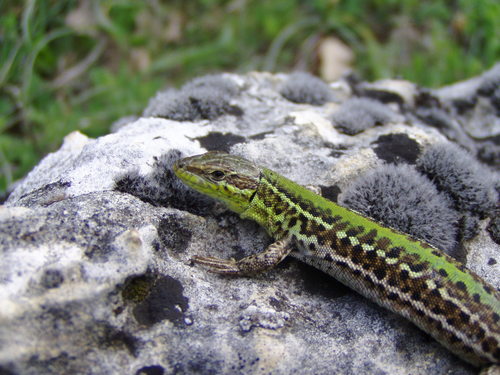 Balkan Wall Lizard, photo 3 of 9