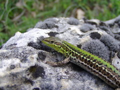 Podarcis tauricus