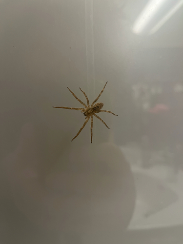 Mediterranean Spiny False Wolf Spider